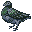 鳩